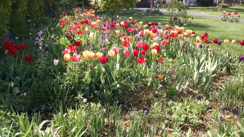 Plus I got to see these stunning tulips!!
