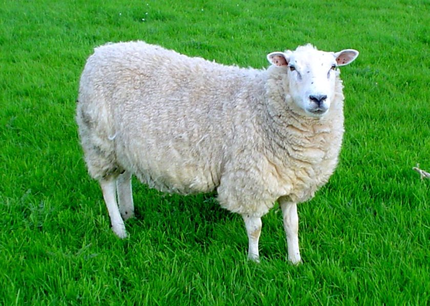 "Lleyn sheep" by User:Jackhynes - Own work Cropped and tuned in Picasa.. Licensed under Public Domain via Wikimedia Commons - https://commons.wikimedia.org/wiki/File:Lleyn_sheep.jpg#/media/File:Lleyn_sheep.jpg