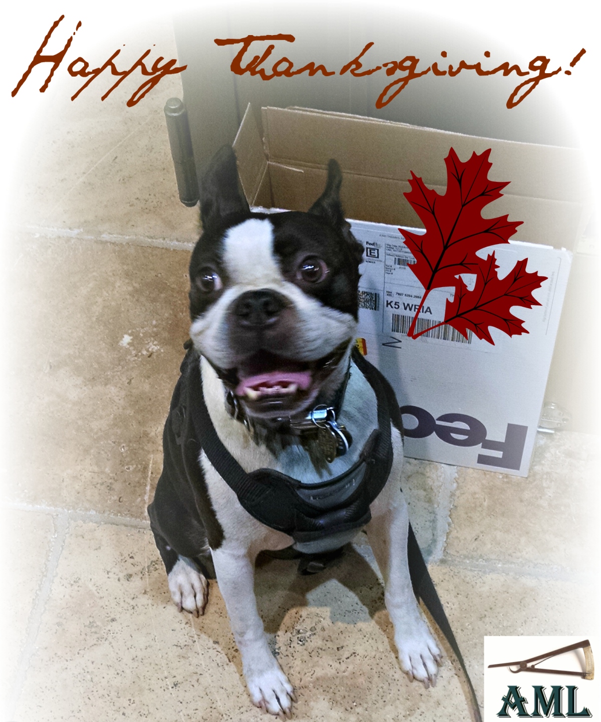 Happy Thanksgiving from AML!